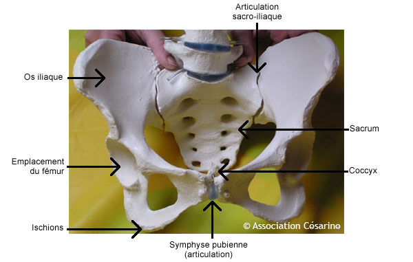 Bassin et Pelvimtrie - Figure 1 © Association Csarine