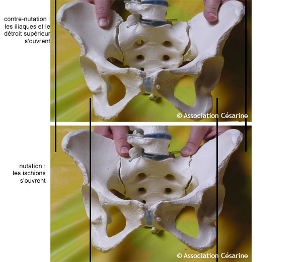 Bassin et Pelvimtrie - Figure 9 © Association Csarine